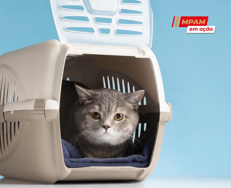 230525 Transporte animais Manicoré Freepik 2 4177f