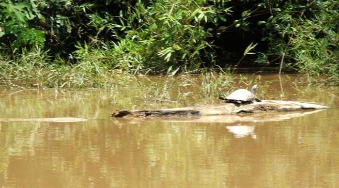 BiomaAmazonico